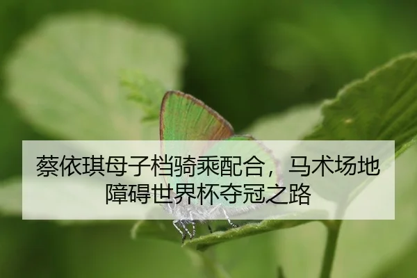 蔡依琪母子档骑乘配合，马术场地障碍世界杯夺冠之路